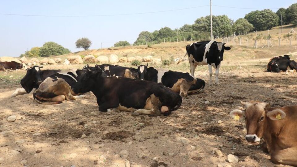 Bolu'da 2 köye şap karantinası
