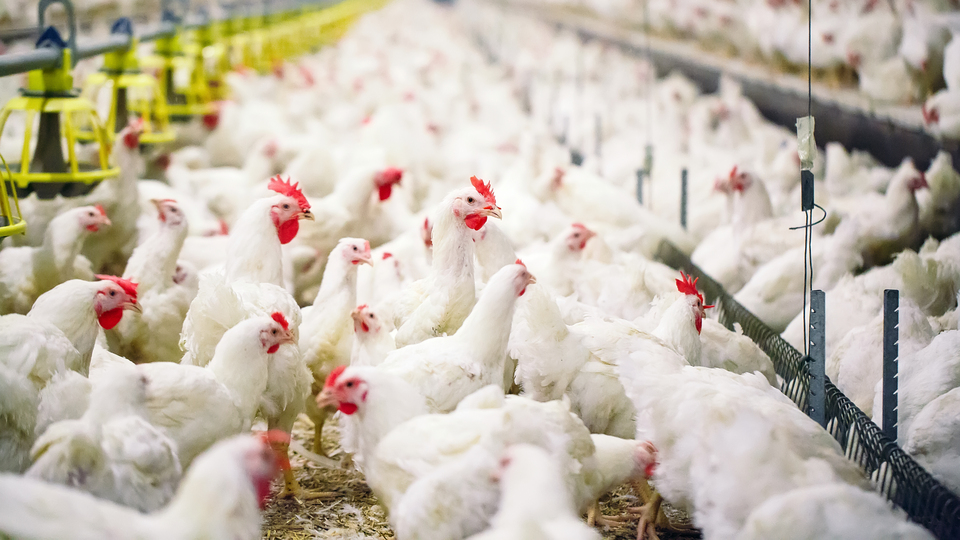 ABD'de 2017'den itibaren ilk H7N9 kuş gribi salgını görüldü