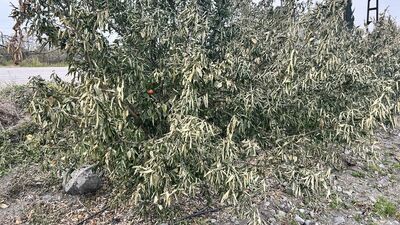 Narenciye bahçelerini don vurdu