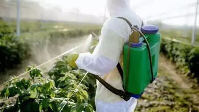 "Bu fiyatlar pestisit kalıntı problemini artırır"