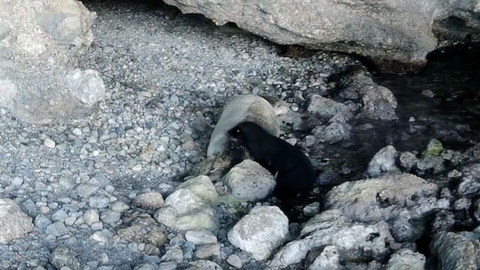 Yeni doğmuş Akdeniz keşiş foku kayıt altında