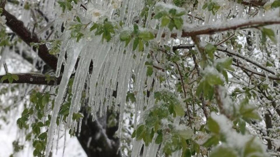 Amasyalı çiftçi 300 ağacı dondurdu