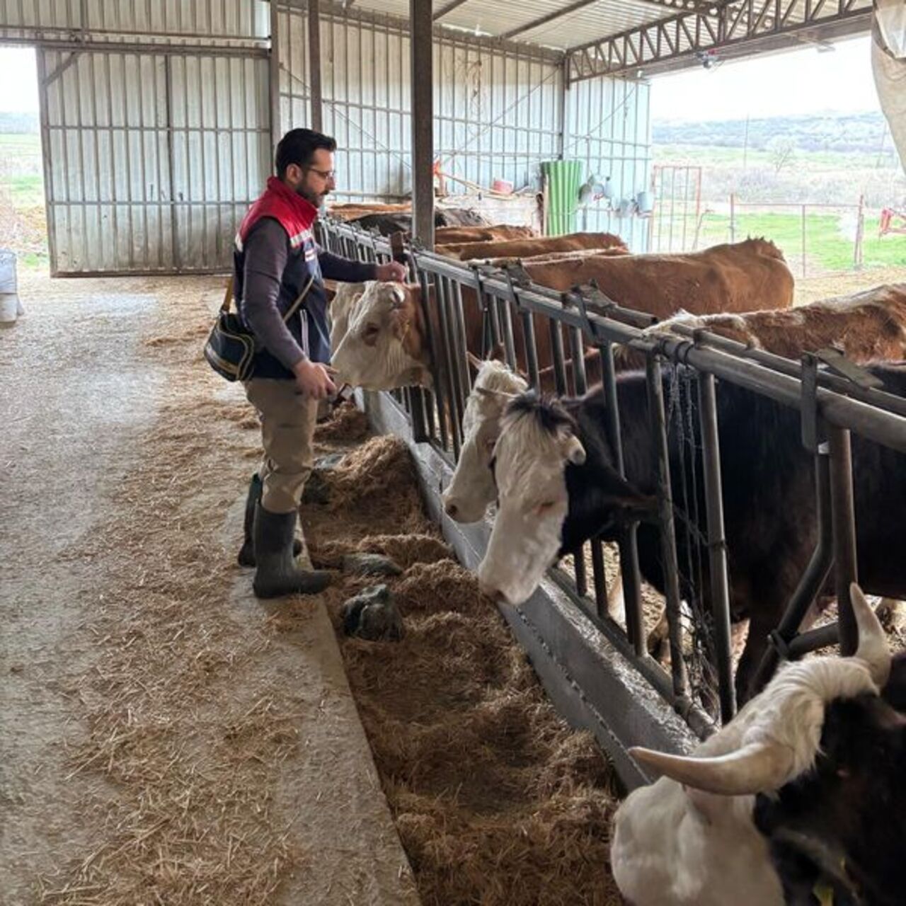 Edirne'de şap hastalığına karşı aşı