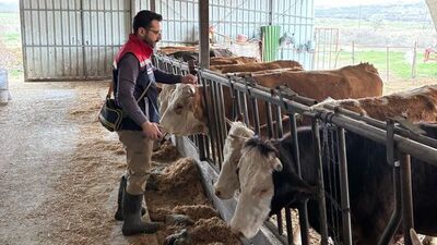 Edirne'de şap hastalığına karşı aşı