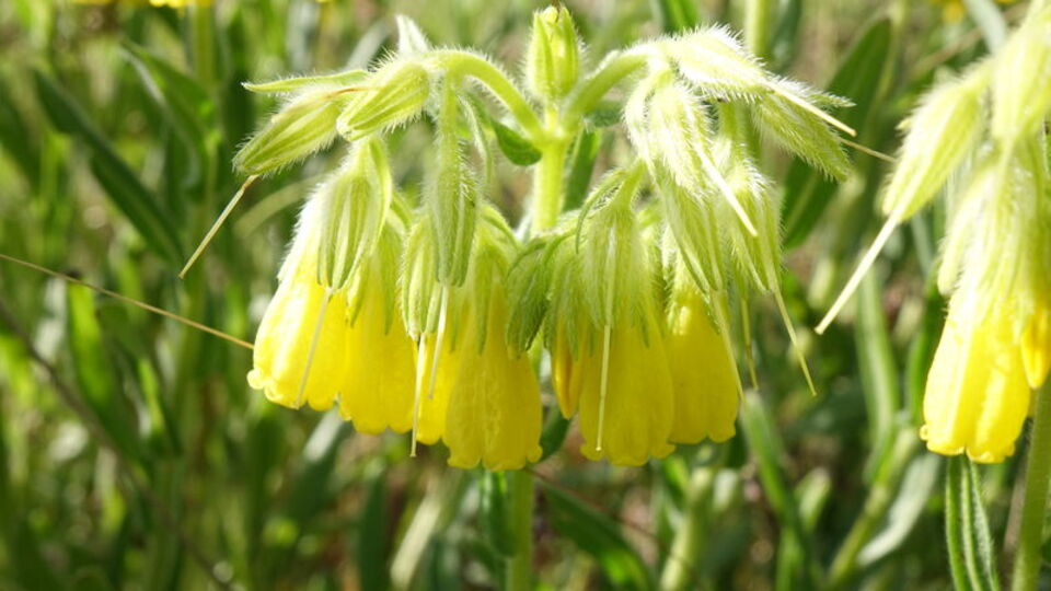 Türk profesör Tunceli'de keşfetti!