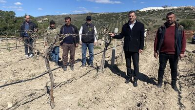 Manisa'da üzüm bağlarını don vurdu