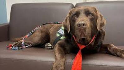 Köpek Ne Yer Ne ile Beslenir?