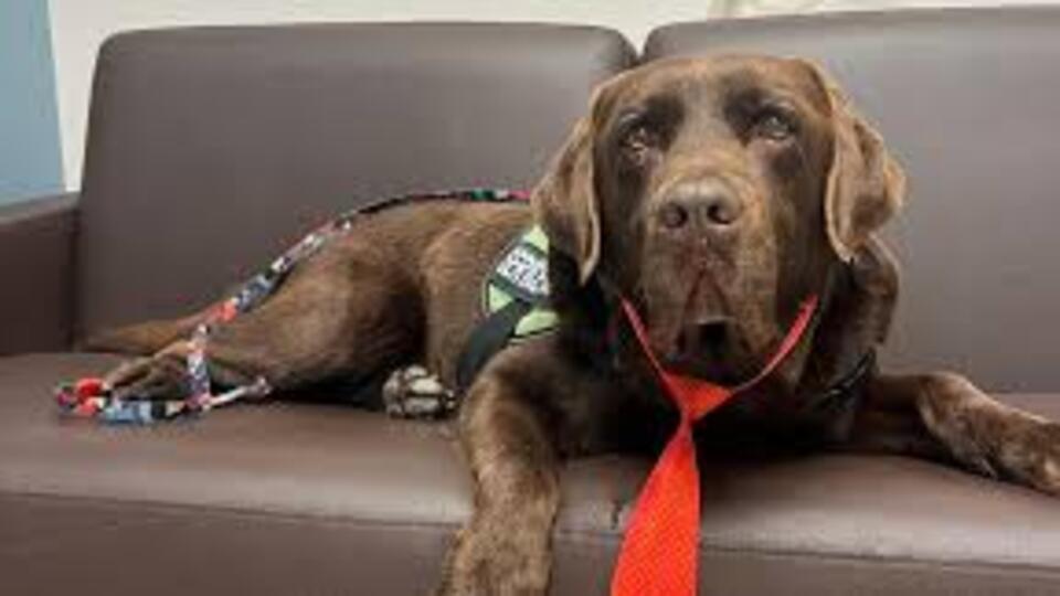 Köpek Ne Yer Ne ile Beslenir?