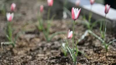 30 yıl sonra yeniden çiçek açtı