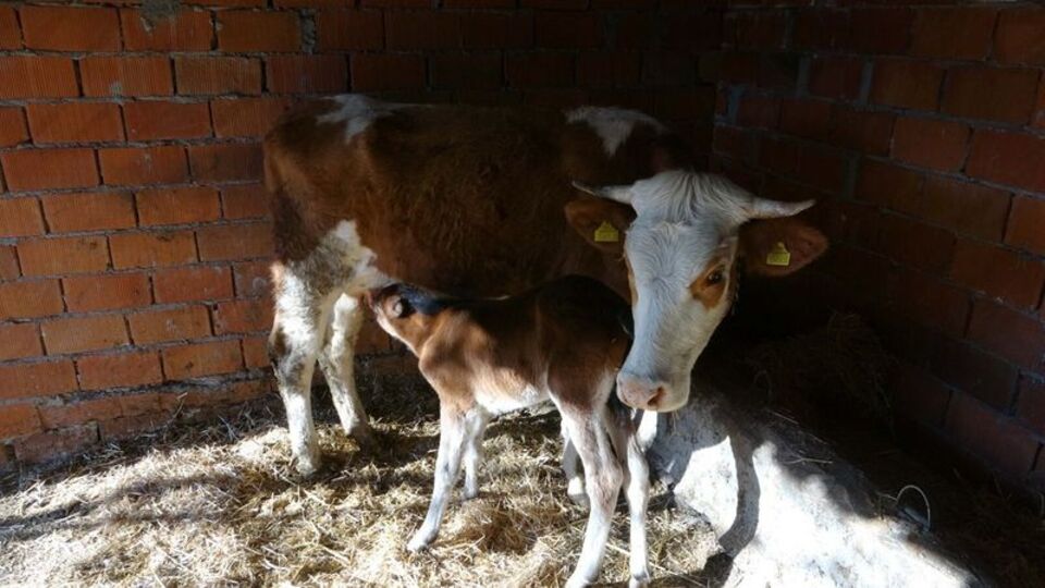 İnek, annesi ölen taya annelik yapıyor
