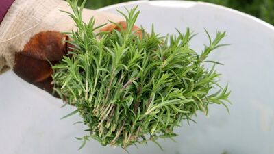 Hasadı başladı... Kilosu 270 lira!