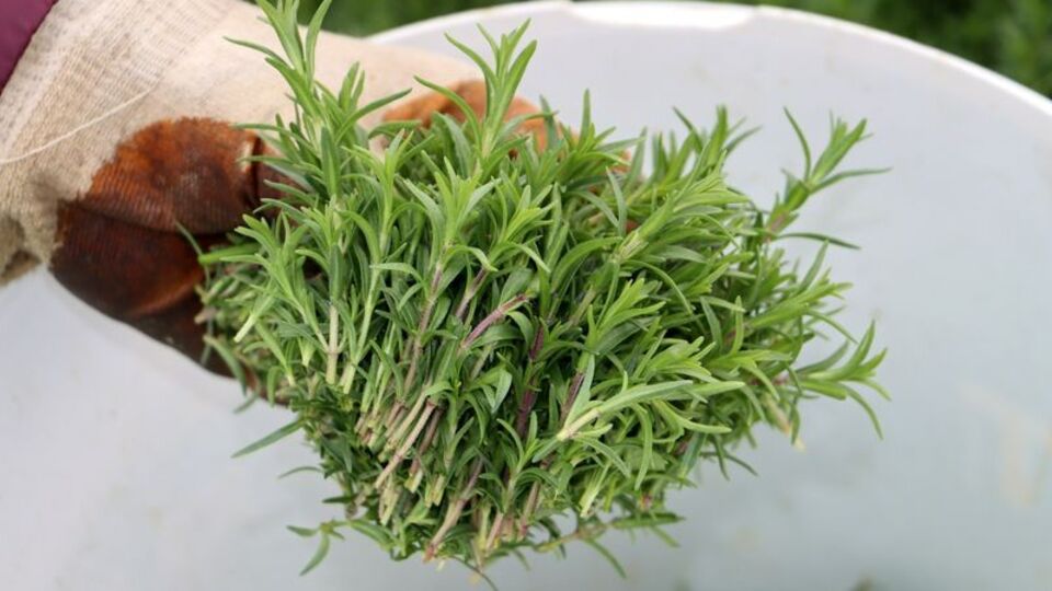 Hasadı başladı... Kilosu 270 lira!