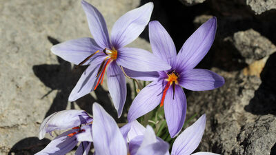 Dünyada sadece o bölgemizde! Kaçakçıların hedefinde