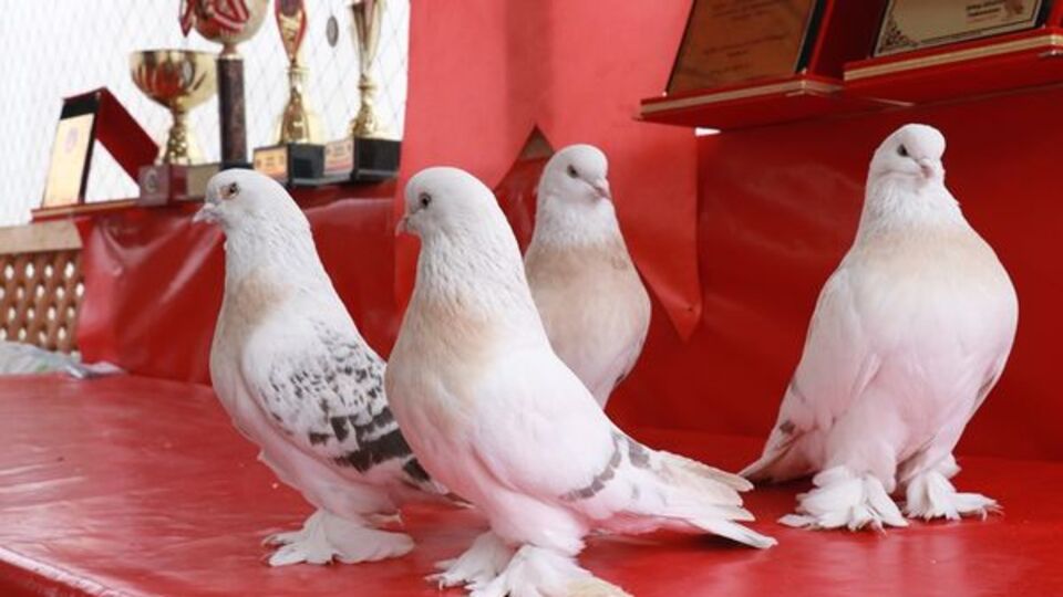 Güvercin Eti Yenir Mi?