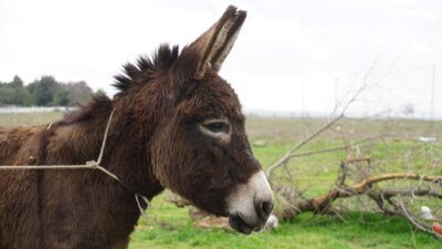 Eşek Eti Yenir Mi?