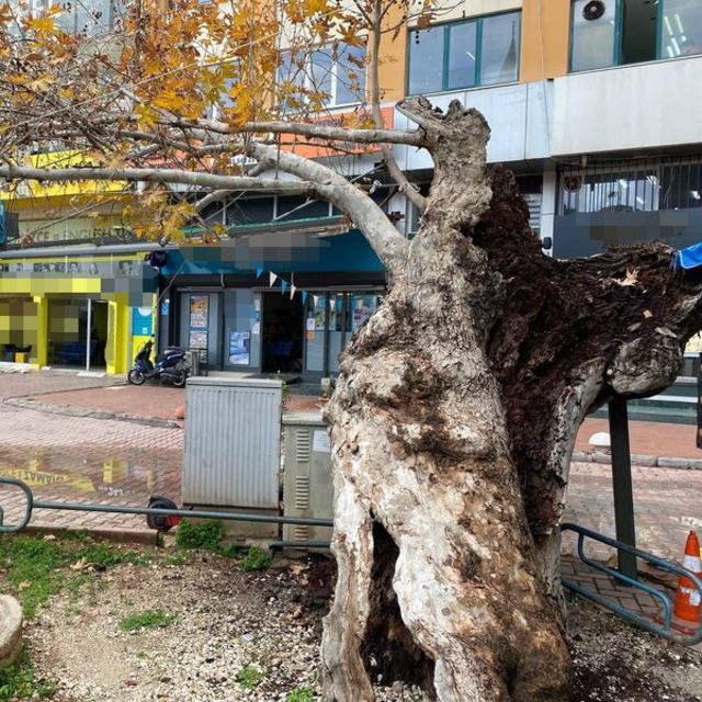 Antalya'da çürüyen tarihi çınara bakım önerisi