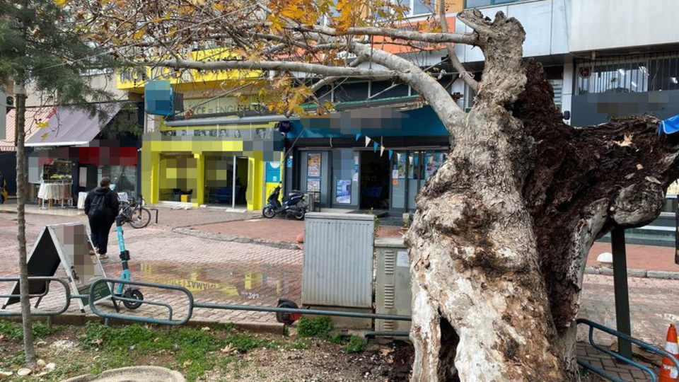 Antalya'da çürüyen tarihi çınara bakım önerisi