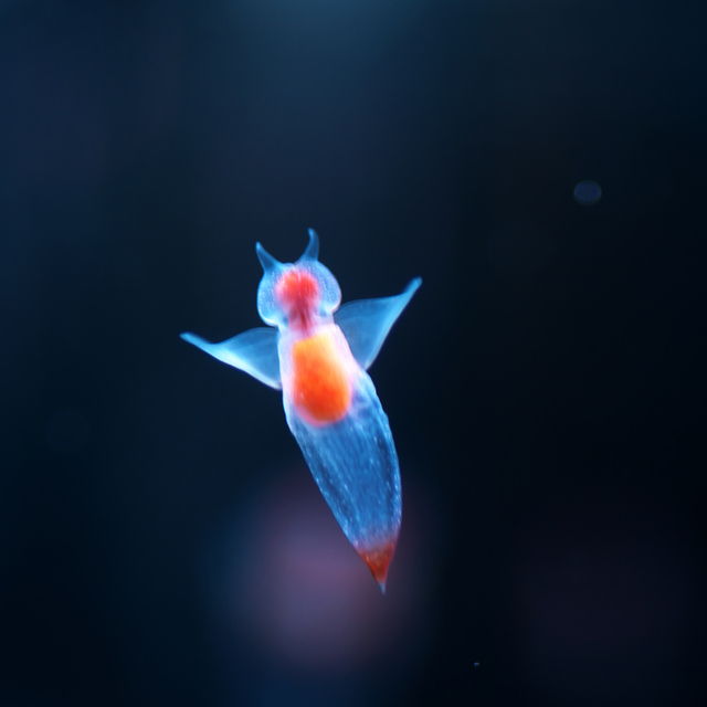 Bu deniz canlılarını daha önce hiç görmediniz!