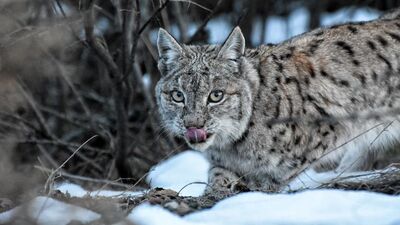 Çok yakından görüntüledi! Koruma altında