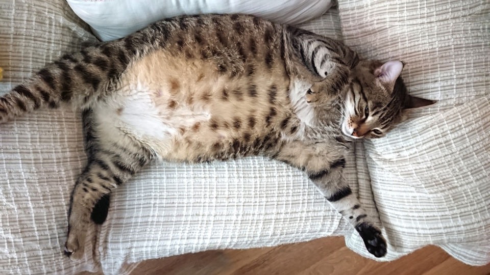 Kedilerin hamilelik süresi nedir?