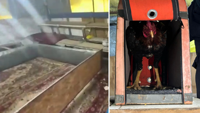 Horoz dövüşü cezası: 258 bin lira