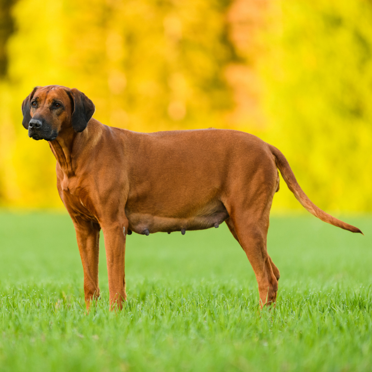 Köpeklerin hamilelik süresi nedir?