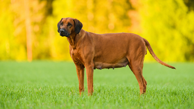 Köpeklerin hamilelik süresi nedir?