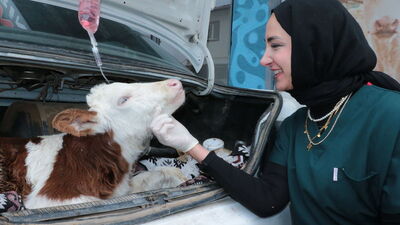 Hastalanan buzağı otomobille veterinere taşındı
