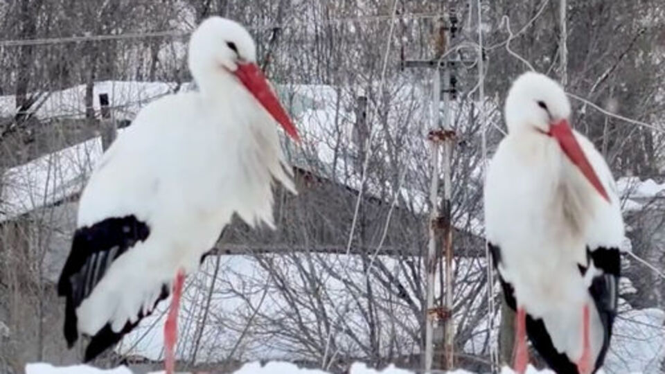 Köyün müdavimi oldular