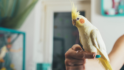 Sultan papağanı ne yer?