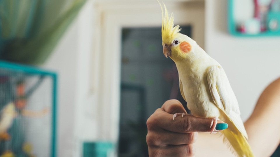 Sultan papağanı ne yer?