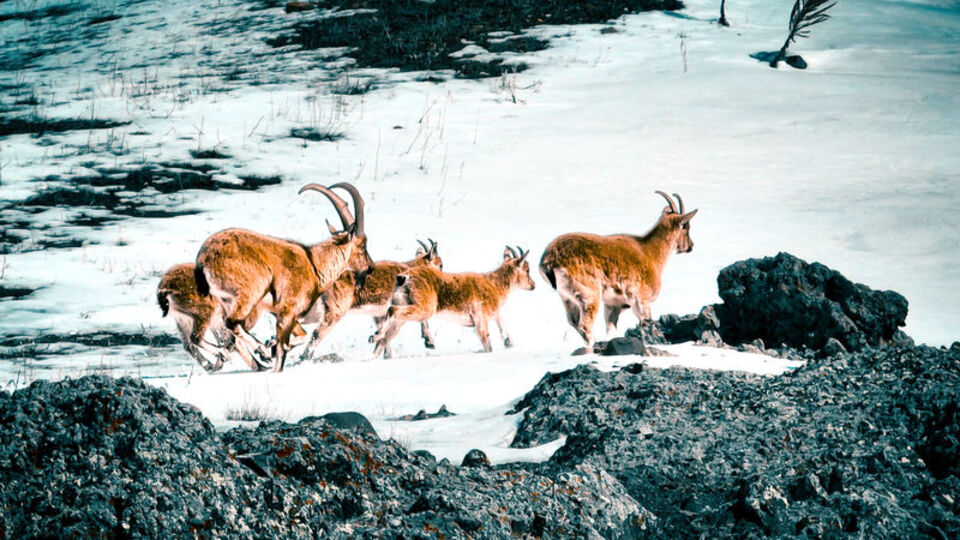 Ağrı dağlarındaki sarp kayalıklarda görüntülendiler