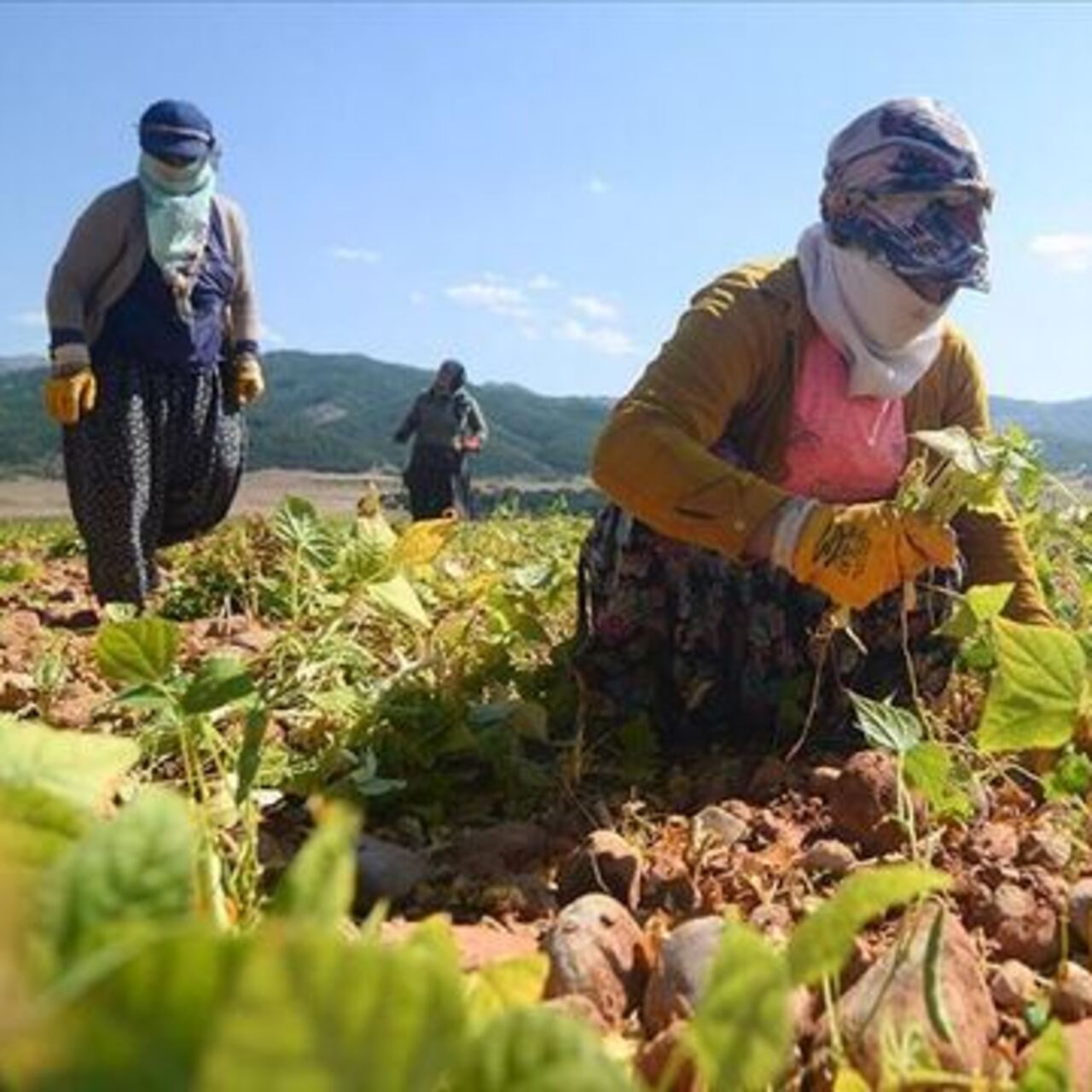 TİGEM 306 geçici işçi alımı yapacak!