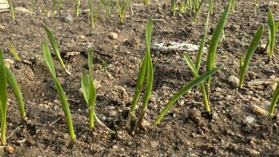 Çiftçilere kuraklık riskine karşı öneri