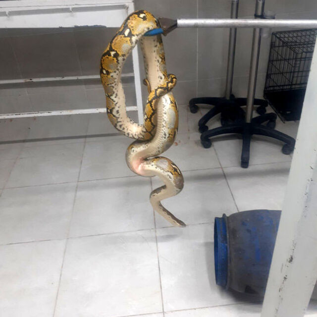 Yolcu otobüsünde "piton" ele geçirildi