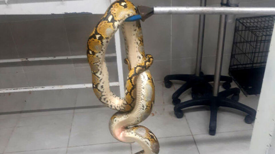 Yolcu otobüsünde "piton" ele geçirildi