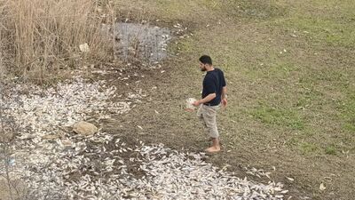 Binlerce ölü balık çevreye yayıldı