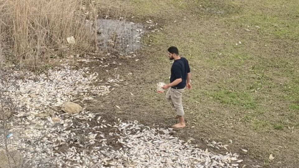 Binlerce ölü balık çevreye yayıldı