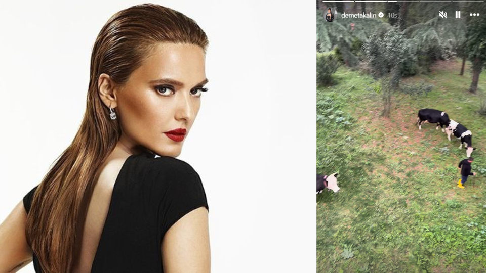 İneklere özel konser