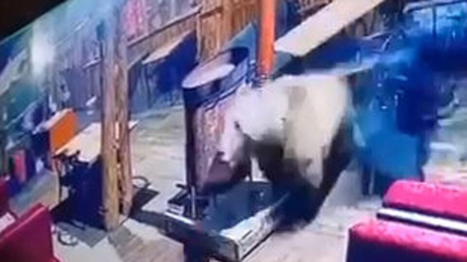 Ayı camları kırıp restorana girdi!