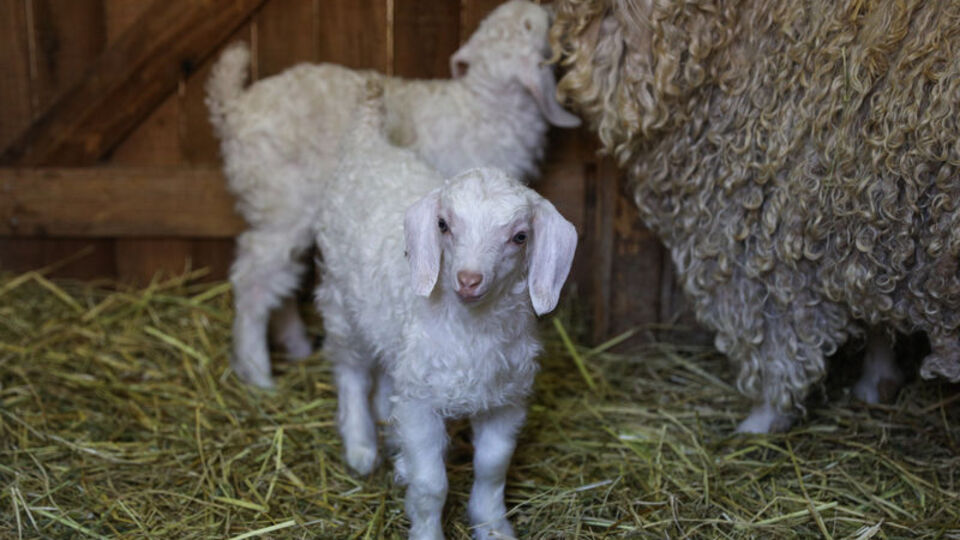 'Diş sıkma' isteği uyandırıyor! Sözlüğe girdi