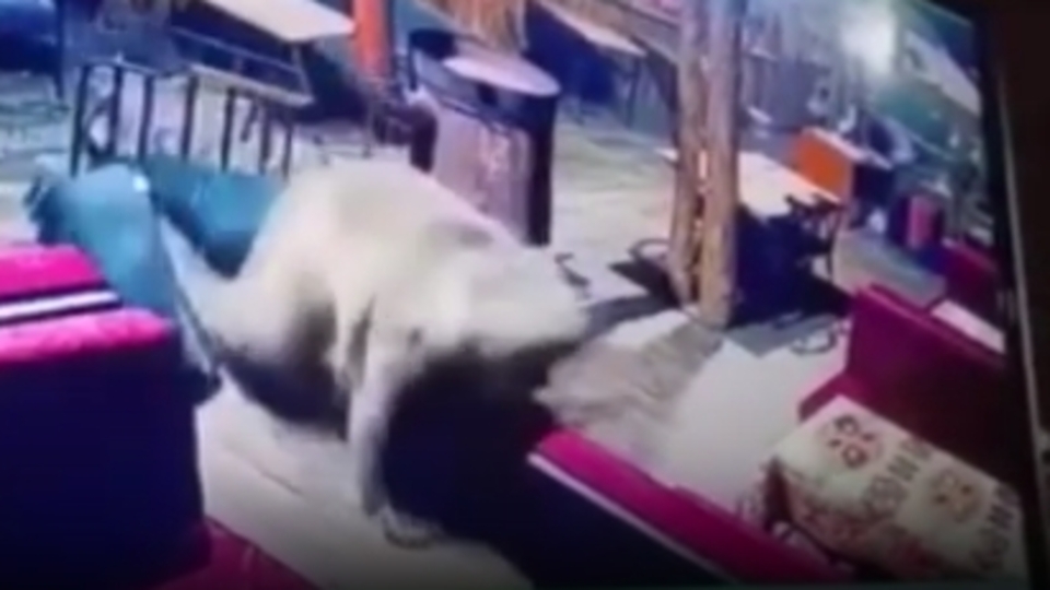 Ayı camı kırıp işletmeyi dağıttı!