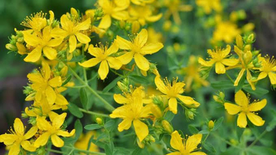 Yararları saymakla bitmiyor ama o konuda masum değil