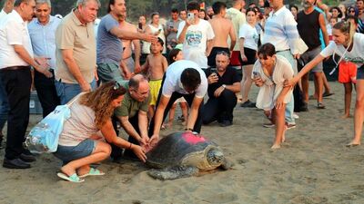 Tatilcilere caretta caretta uyarısı!