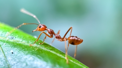Karınca kış uykusuna yatar mı?