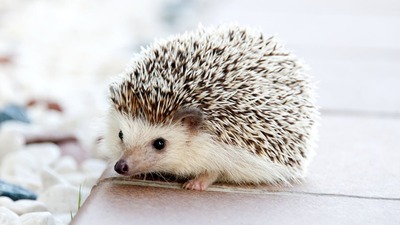 Kirpi kış uykusuna yatar mı?