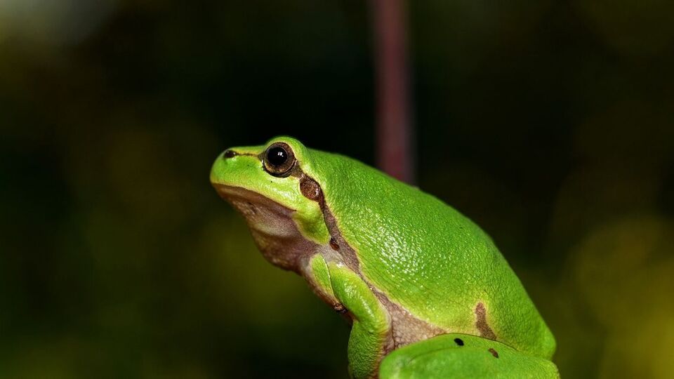 Kurbağa kış uykusuna yatar mı?