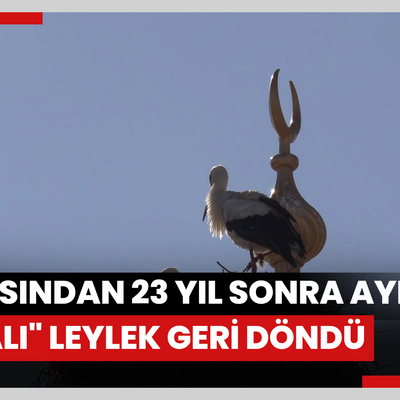 Yuvasından 23 yıl sonra ayrılan "Vefalı" leylek geri döndü