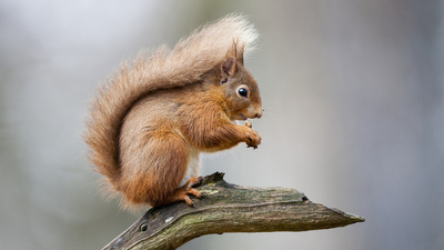 Sincap kış uykusuna yatar mı?