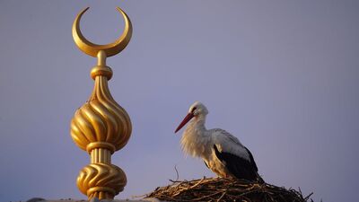 23 yıl yuvadan ayrılmıştı! 'Vefalı' leylek geri döndü